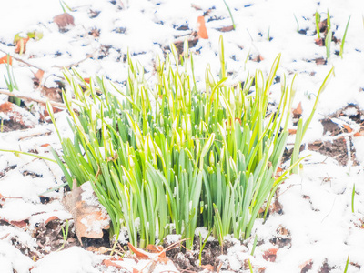 花园里的第一春雪莲花