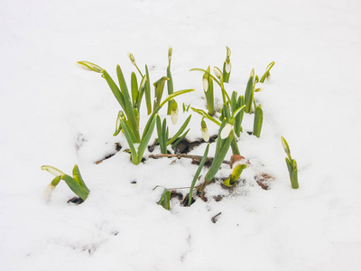 花园里的第一春雪莲花