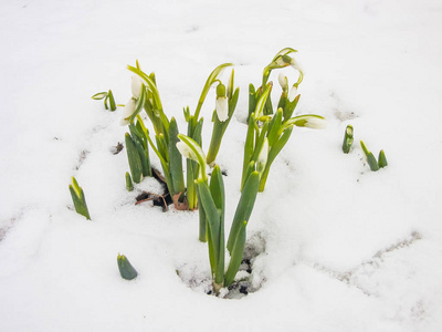 花园里的第一春雪莲花