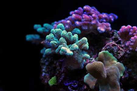 珊瑚在海洋水族箱