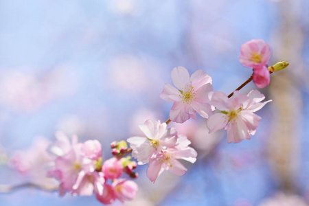 美丽的花树。阳光明媚的一天，自然景象。春天的花。抽象模糊背景在春天。