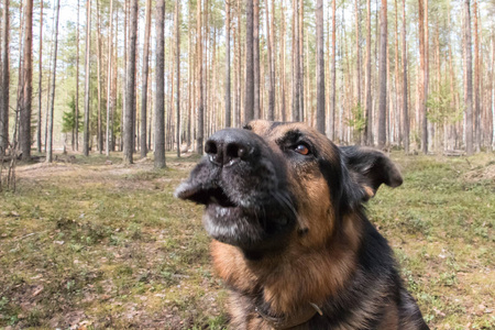 在森林里的狗德国牧羊犬