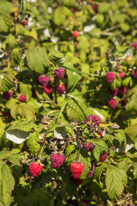 生态种植中的成熟果实树莓灌木图片