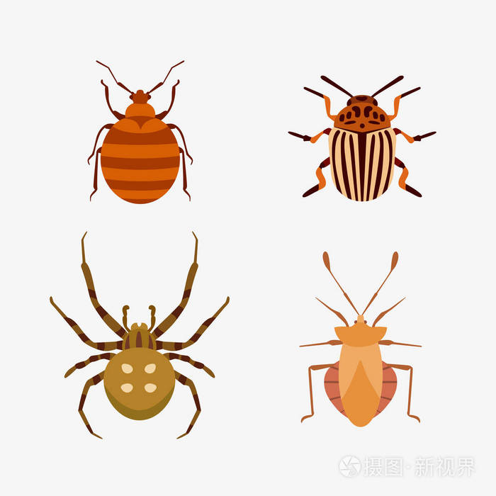 bug 甲虫蚂蚁和野生动物蜘蛛蚱蜢或蚊子蟑螂动物生物学图形矢量图