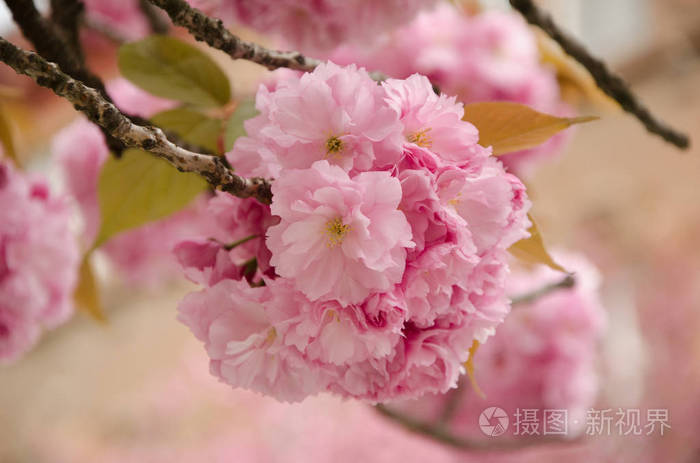 在春天,粉红色的花瓣的樱桃花开花樱桃