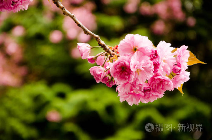 在春天粉红色的花瓣的樱桃花开花樱桃