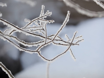 雪中的树枝。 冬天