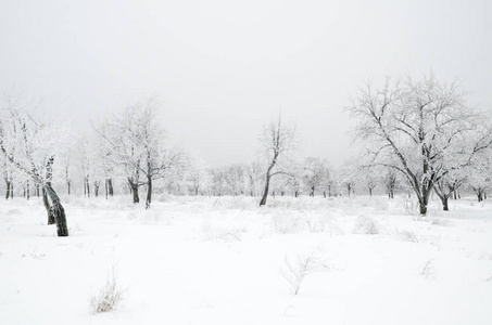 有雪的树木的冬季景观