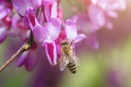 蜜蜂采蜜从紫色的花朵在树上图片