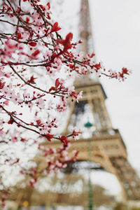 樱花盛开的季节，在巴黎，法国