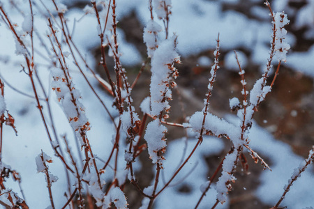 雪中的分支