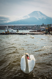 在池塘里游泳与富士山在背景中的白色天鹅
