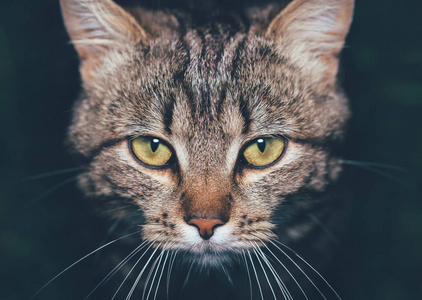 一只黄色的眼睛的猫的严重肖像