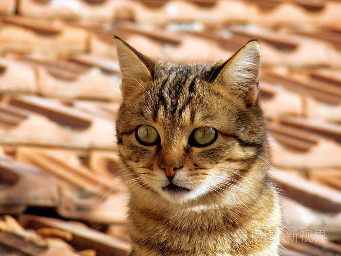 猫的照片猫的眼睛最美丽的猫眼照片可爱的猫无辜的看宠物