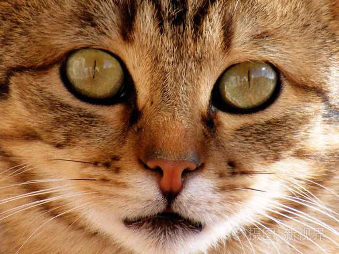 猫的照片猫的眼睛最美丽的猫眼照片可爱的猫无辜的看宠物