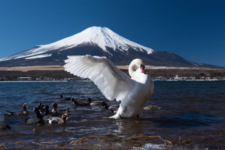 在山中湖的白天鹅图片