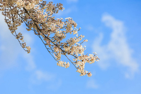 在日本的樱花，樱花季