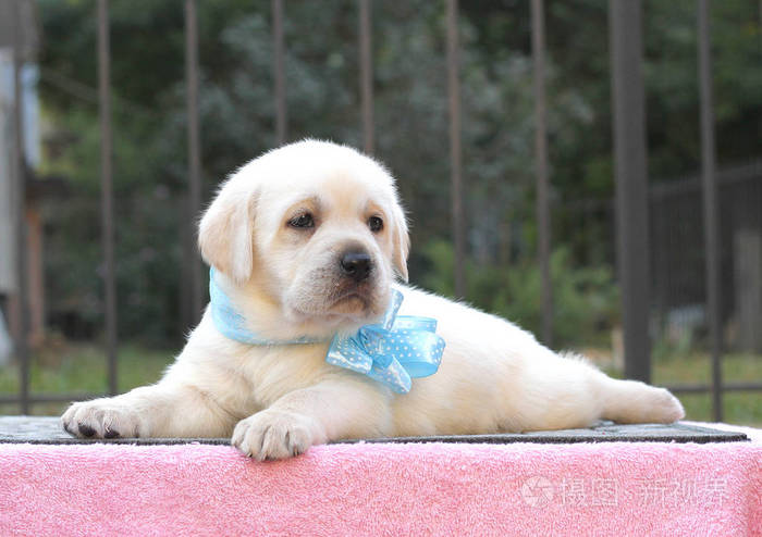 粉红的底色上的小拉布拉多犬