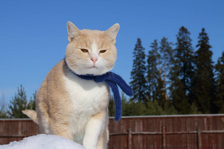 在一条蓝色的针织围巾红猫走过农村雪