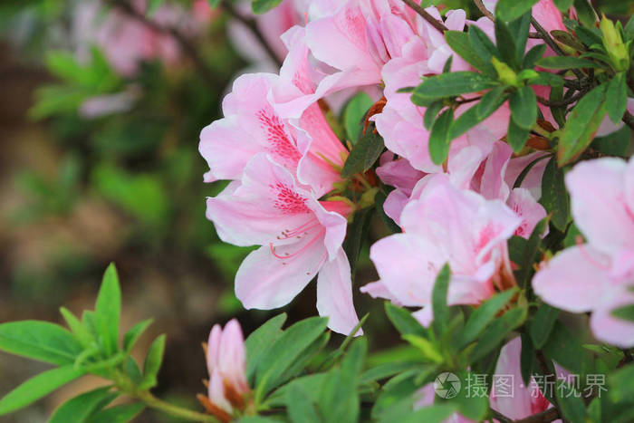 美丽的粉红色杜鹃花