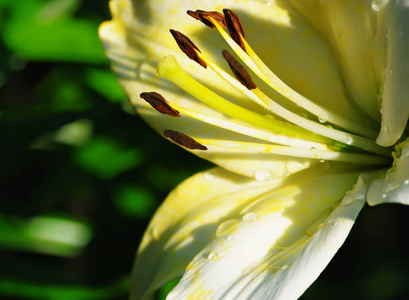 百合花卉特写图片