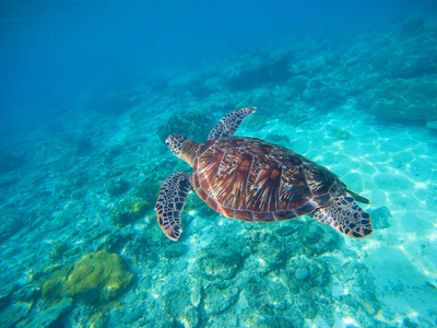 海底照片与。野生性质中的海龟