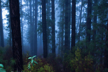 松 canariensis。在西班牙特内里费岛,冬天天气