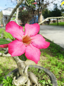 花园中的红香巴花图片