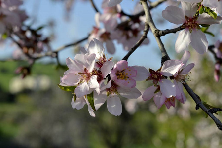 杏仁树花和叶子的详细信息