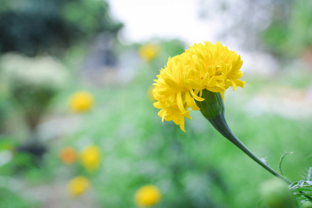 marigold 在植物在农场, 希普斯特口气