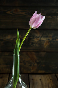 郁金香花瓶里