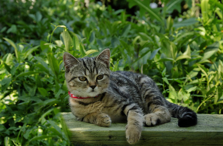 美丽只灰色的猫