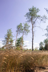 松树的看法在夏天森林图片
