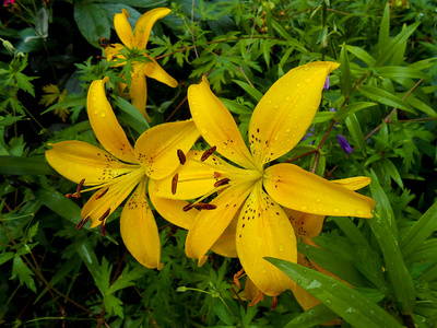 花园里新鲜多彩的百合花