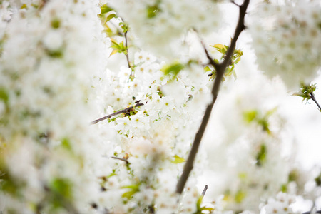 春天桃花树