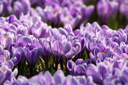 集团的第一次春天花紫色番红花开花外