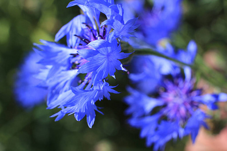 夏季领域花矢车菊