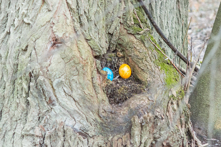 蓝色和黄色的复活节彩蛋藏在树干里