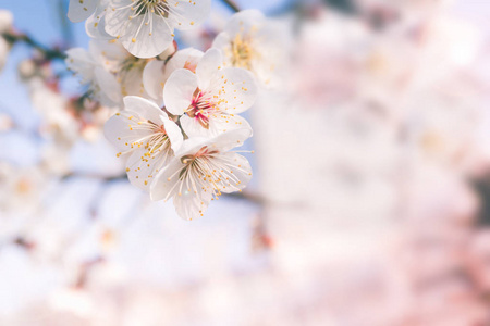 抽象樱桃开花的爱，软焦点，背景