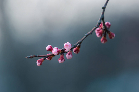 樱花在春天与软焦点，背景