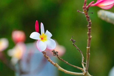 白色 粉红色和黄色的鸡蛋花，鸡蛋花的花朵，塔特雷