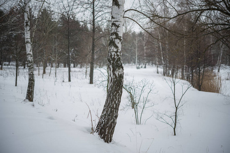 冬天。雪。桦树