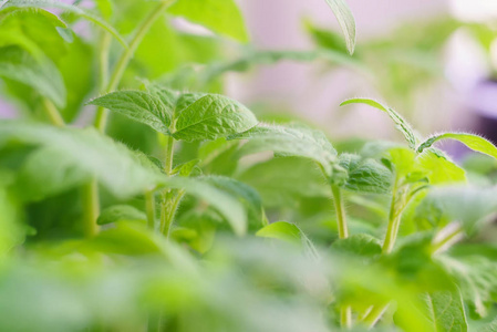 绿色番茄幼苗盆栽