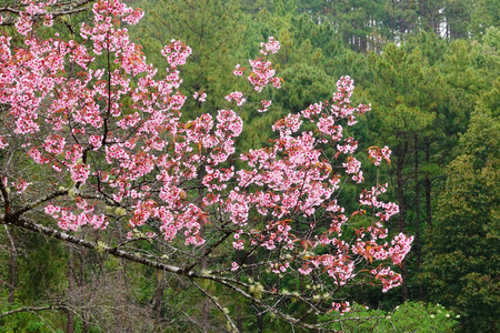 美丽的花