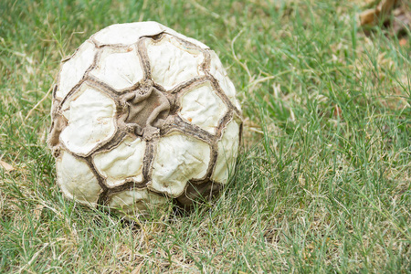 在绿色草地上的老皮足球球