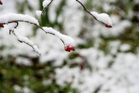 大雪下的树枝