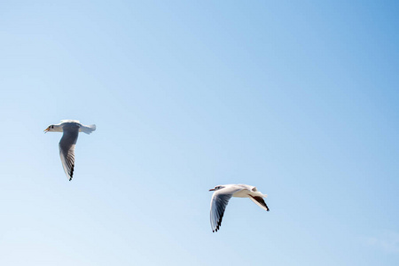 双的海域在天空中飞过的海鸥