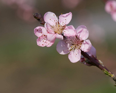 春天桃花