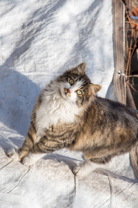 另一幅肖像的无家可归的流浪猫
