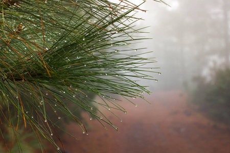 松 canariensis。在西班牙特内里费岛,冬天天气